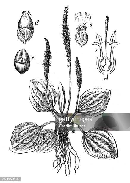 botany plants antique engraving illustration: plantago major (broadleaf plantain, white man's foot, greater plantain) - plantago major stock illustrations