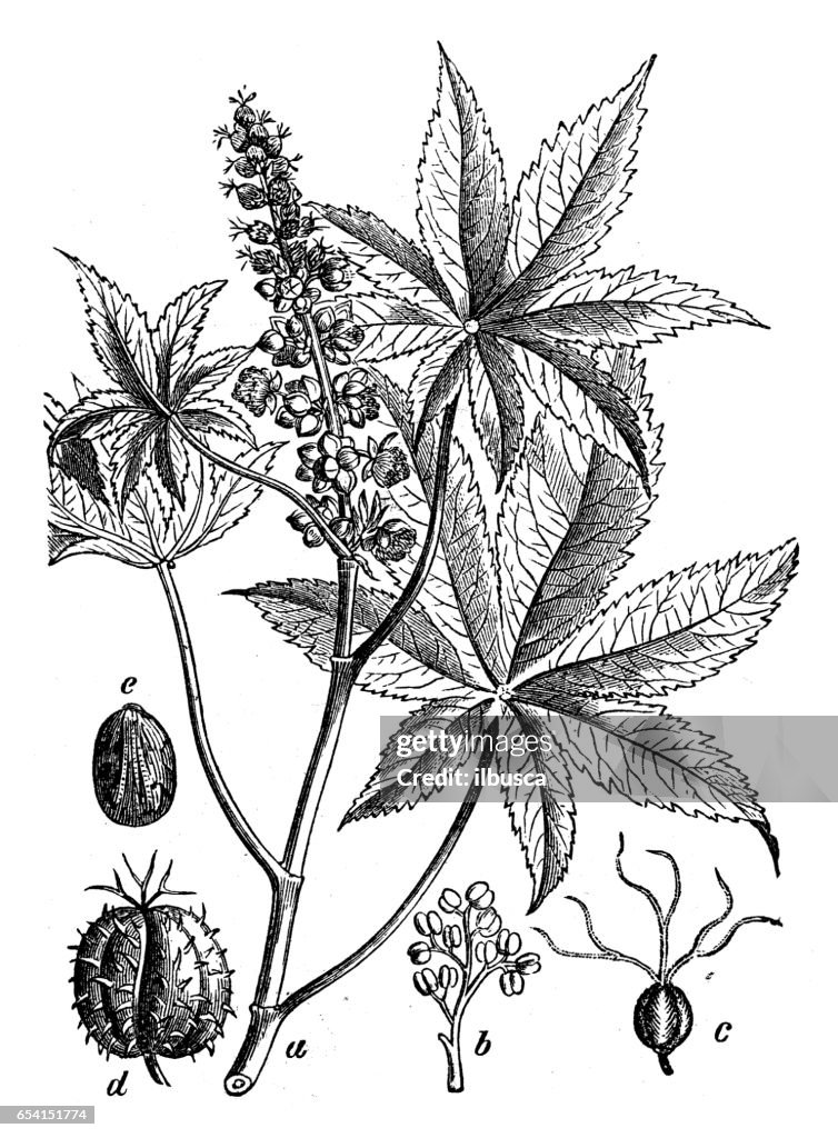 Botany plants antique engraving illustration: Ricinus communis (castorbean, castor-oil-plant)