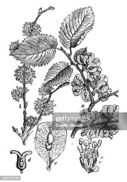 botany plants antique engraving illustration: ulmus minor (field elm) - elm tree stock illustrations