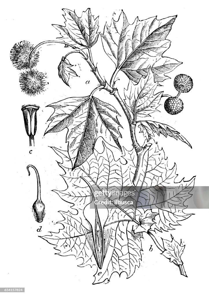 Botany plants antique engraving illustration: Platanus orientalis (oriental plane)