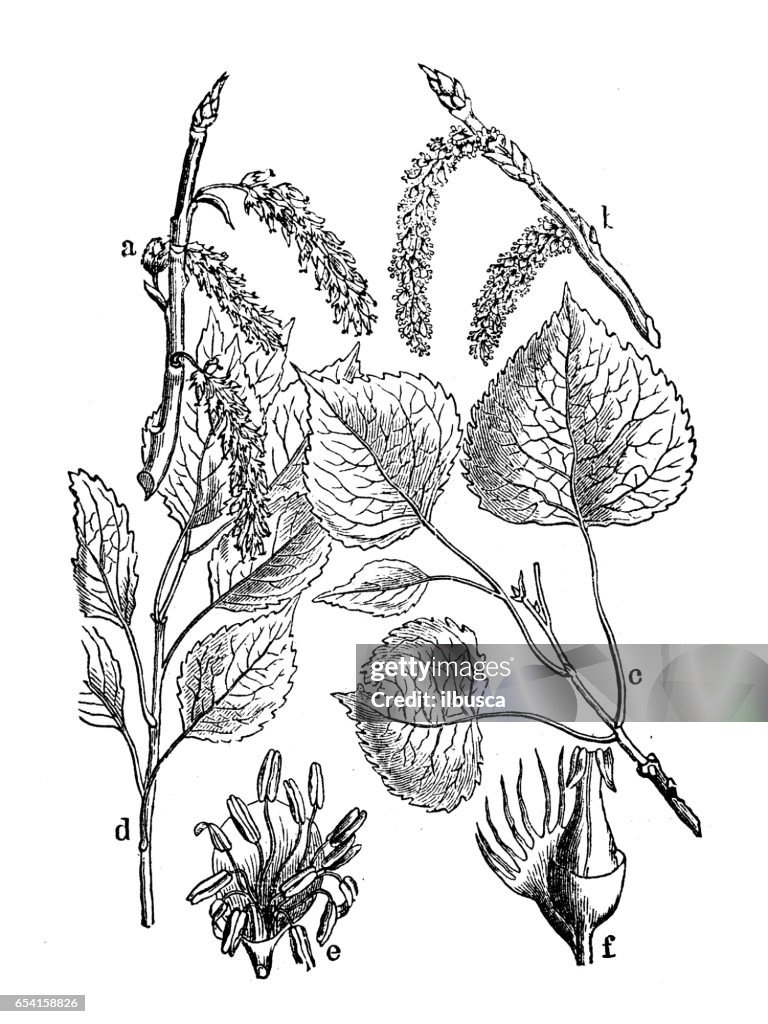Botany plants antique engraving illustration: Populus nigra (black poplar)