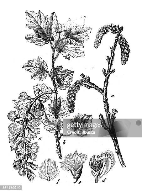 botanik pflanzen antik gravur abbildung: populus alba (abele, silber-pappel, silverleaf pappel silberpappel) - silber pappel stock-grafiken, -clipart, -cartoons und -symbole