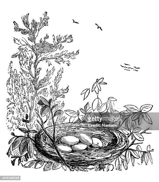 crows, ravens, rooks or jackdaws nest with eggs - old crow stock illustrations