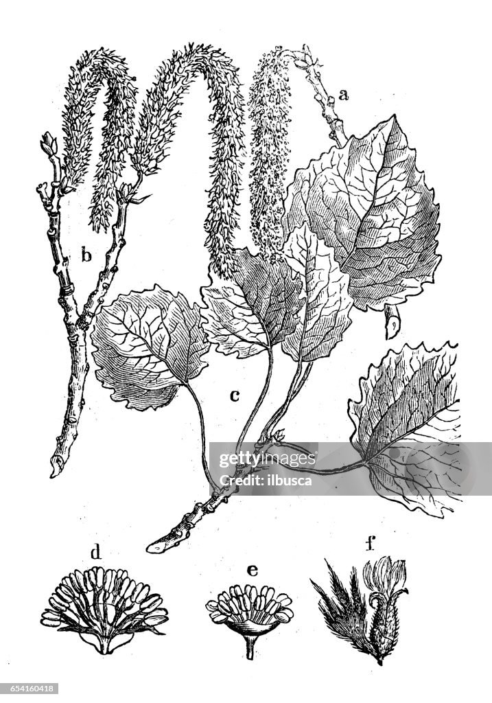 Botany plants antique engraving illustration: Populus tremula (aspen, common aspen, Eurasian aspen, European aspen, quaking aspen)