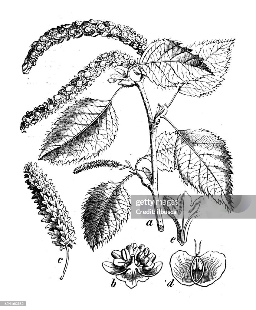Botany plants antique engraving illustration: Betula pendula (East Asian white birch, silver birch or warty birch)