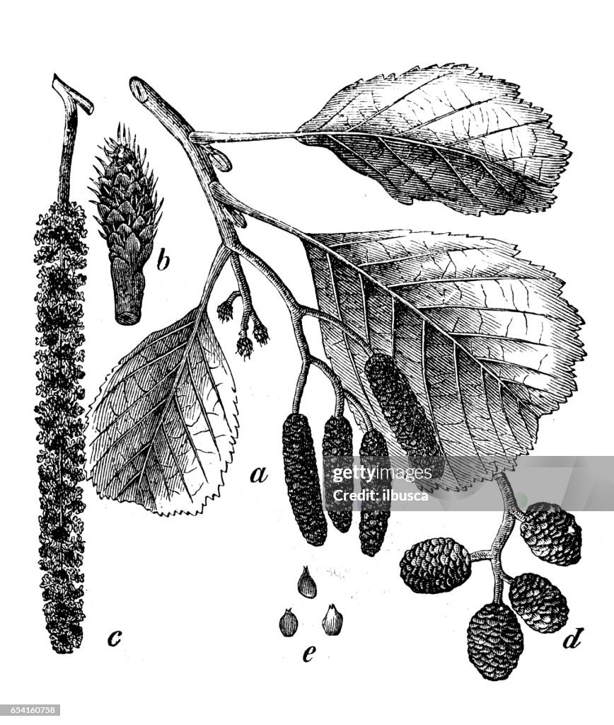 Plantes de botanique antique illustration de gravure : Alnus glutinosa (aulne commun, aulne noir, aulne, aulne)