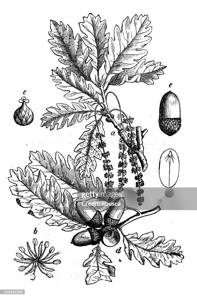 Botany plants antique engraving illustration: Quercus petraea (sessile oak, durmast oak)