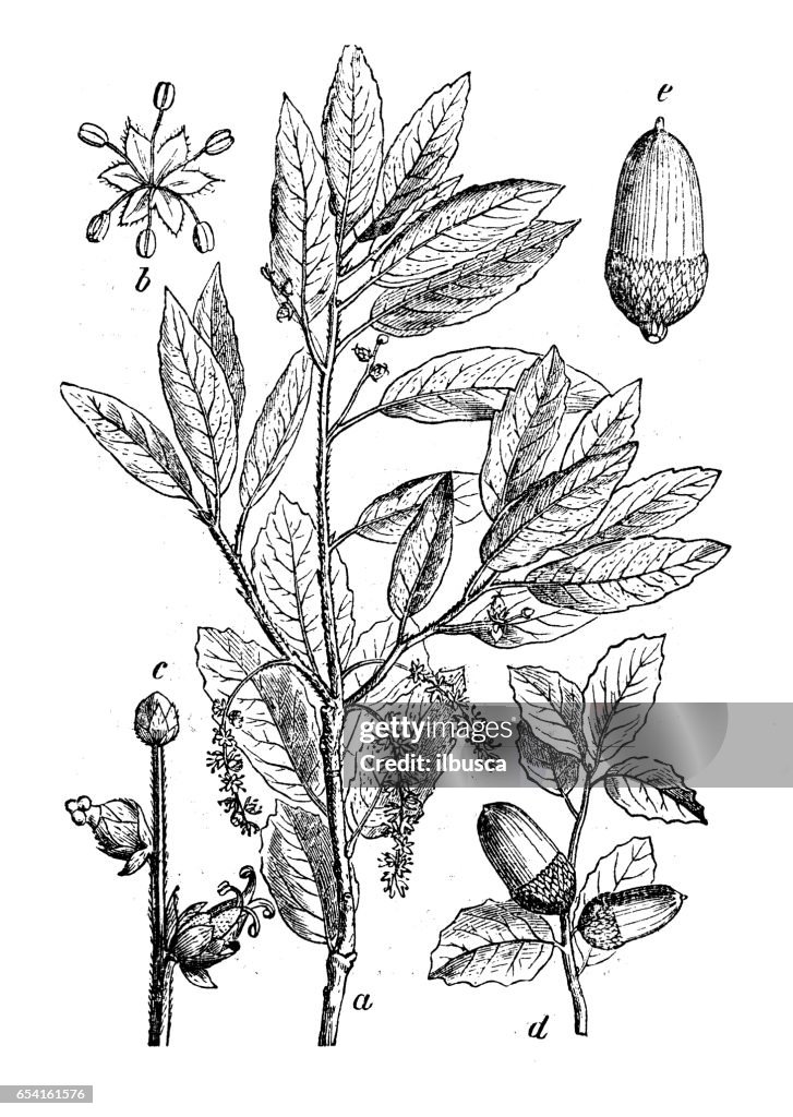 Botany plants antique engraving illustration: Quercus suber (cork oak)