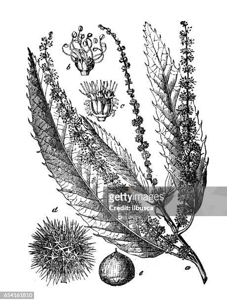 botany plants antique engraving illustration: castanea sativa (sweet chestnut) - chestnut tree stock illustrations