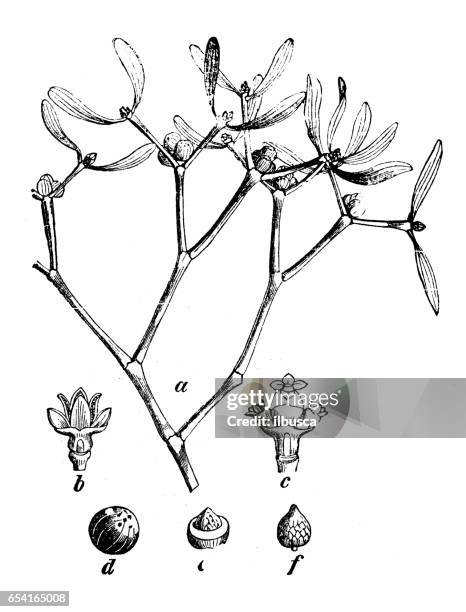 botanische pflanzen antike gravur illustration: viscum album (europäische mistel, gemeine mistel, mistel) - mistletoe stock-grafiken, -clipart, -cartoons und -symbole