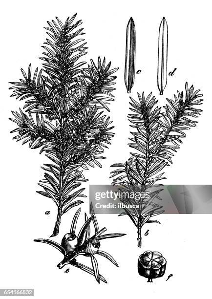 illustrations, cliparts, dessins animés et icônes de plantes de botanique antique illustration de gravure : taxus baccata (ifs) - if