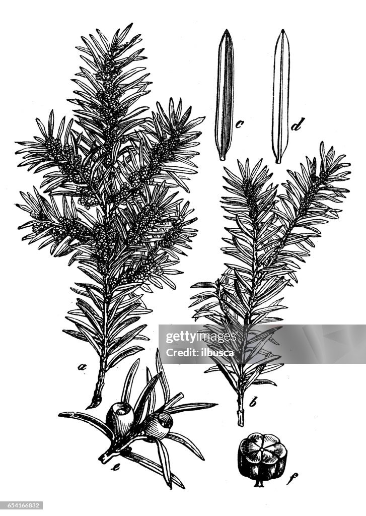 Botany plants antique engraving illustration: Taxus baccata (yew)
