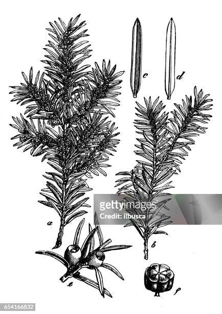 botany plants antique engraving illustration: taxus baccata (yew) - yew tree stock illustrations