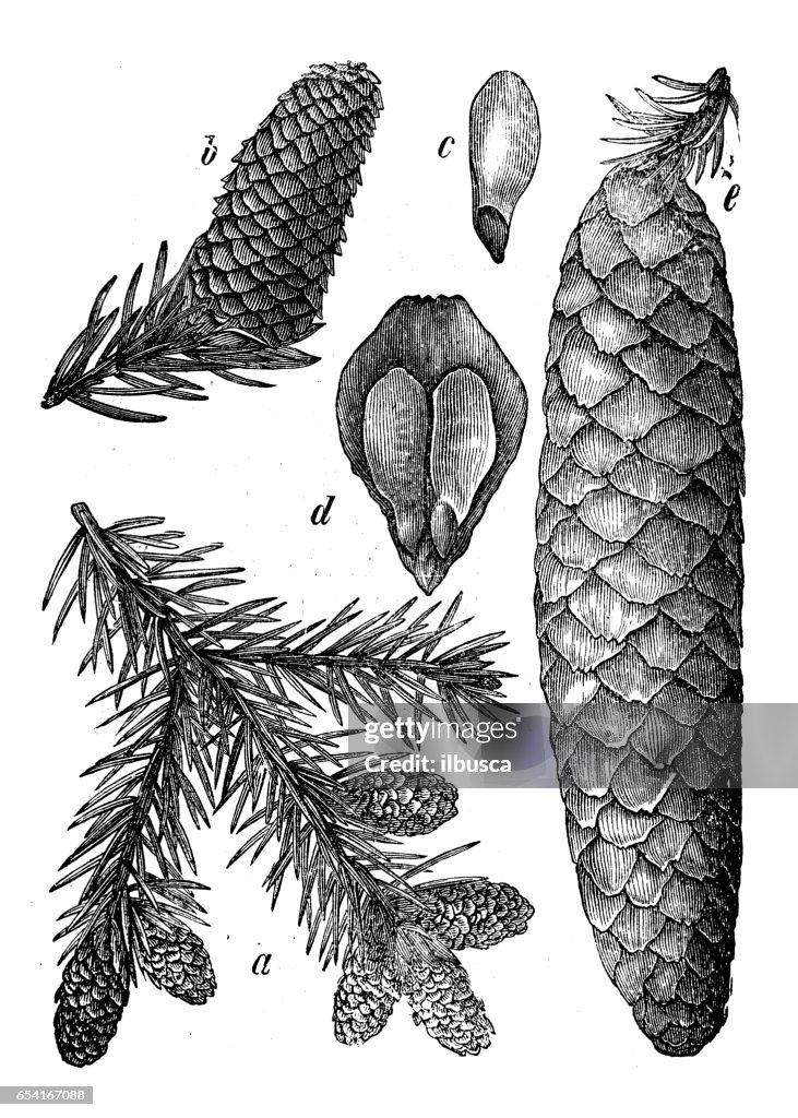 Botany plants antique engraving illustration: Picea abies (Norway spruce)