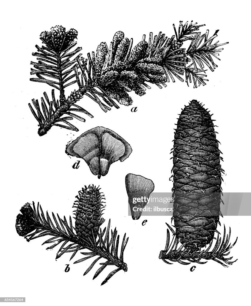Botany plants antique engraving illustration: Abies alba (European silver fir, silver fir)