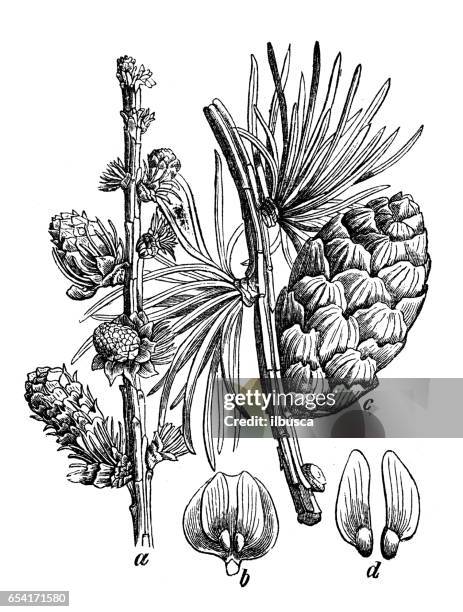 botanik pflanzen antik gravur abbildung: larix decidua (europäische lärche) - lärche stock-grafiken, -clipart, -cartoons und -symbole