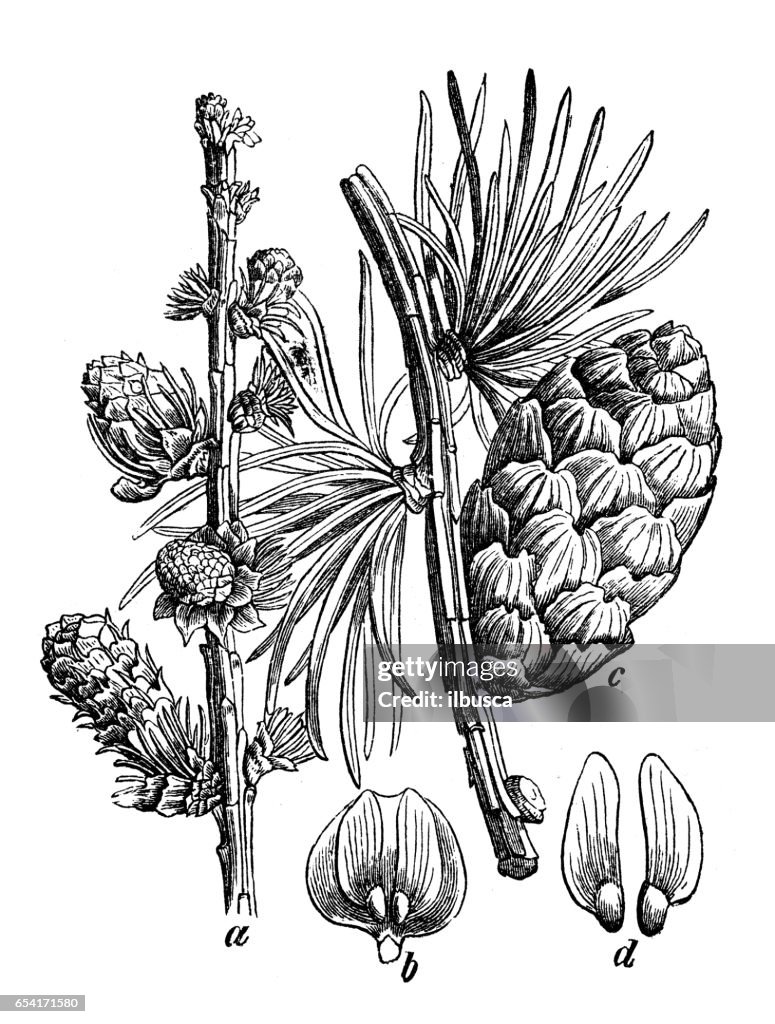 Botany plants antique engraving illustration: Larix decidua (European larch)