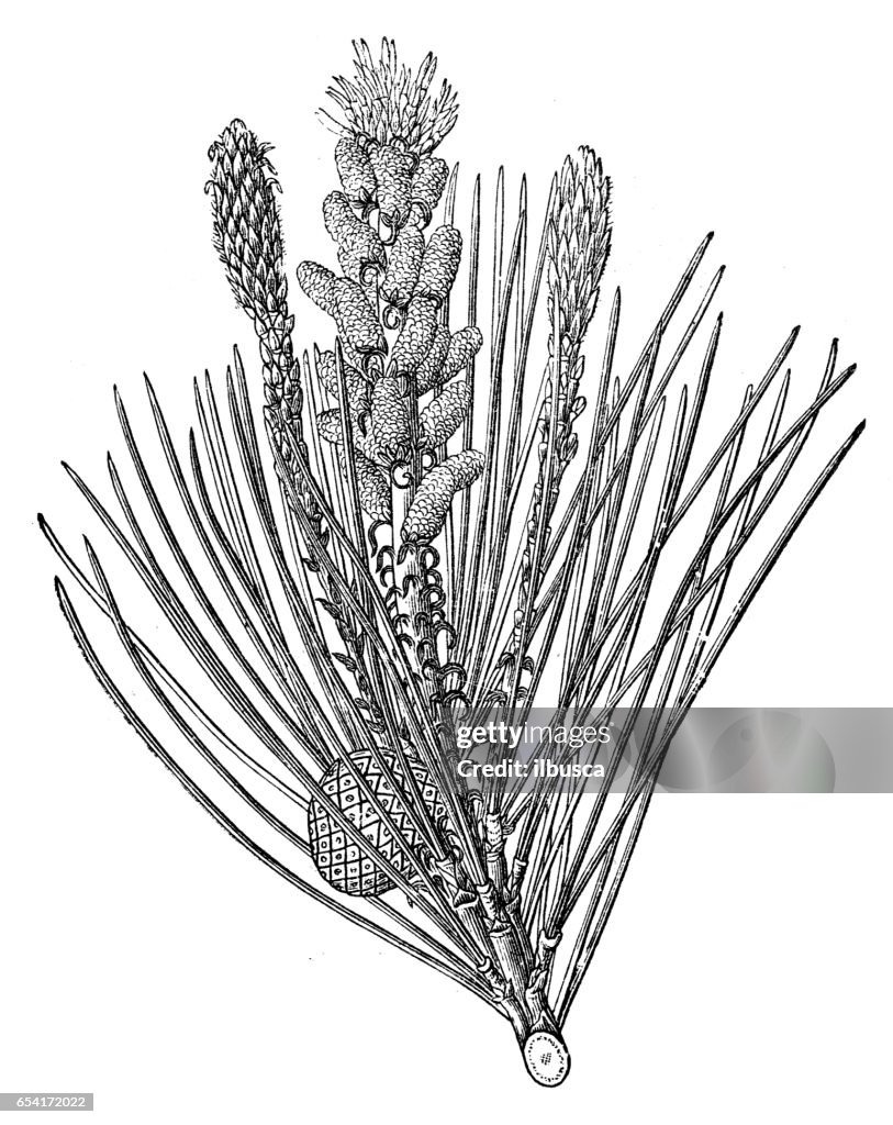 Botany plants antique engraving illustration: Pinus pinea (stone pine)