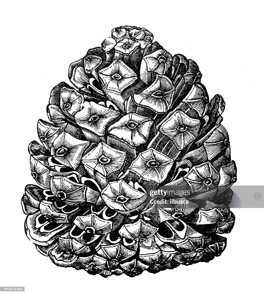 Botany plants antique engraving illustration: Pinus pinea (stone pine) pine cone