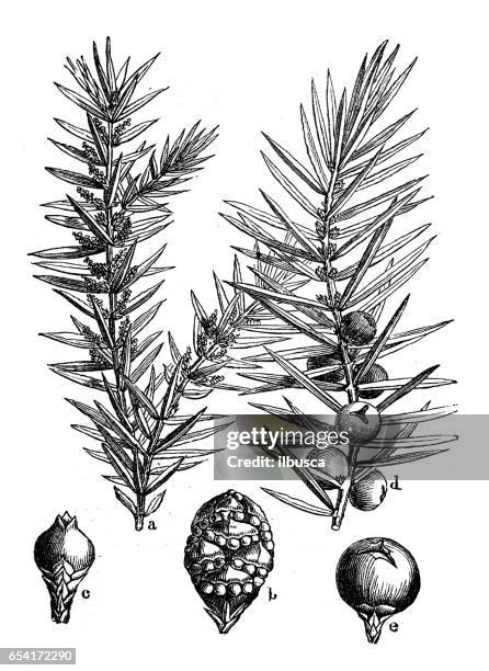 botany plants antique engraving illustration: juniperus communis (common juniper) - juniper tree stock illustrations