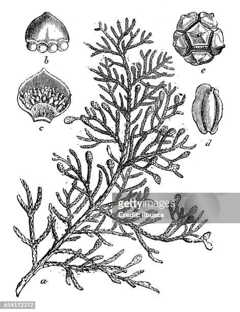 botany plants antique engraving illustration: cupressus sempervirens (mediterranean cypress) - cypress tree stock illustrations