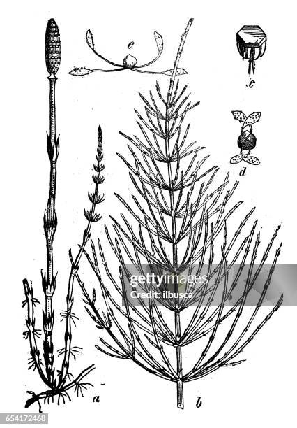 botany plants antique engraving illustration: equisetum arvense (field horsetail, common horsetail) - common whitetail dragonfly stock illustrations