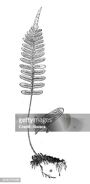 botany plants antique engraving illustration: polypodium vulgare (common polypody) - licorice flower stock illustrations