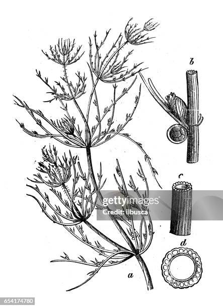 botany plants antique engraving illustration: chara vulgaris (common stonewort) - hydra vulgaris stock illustrations