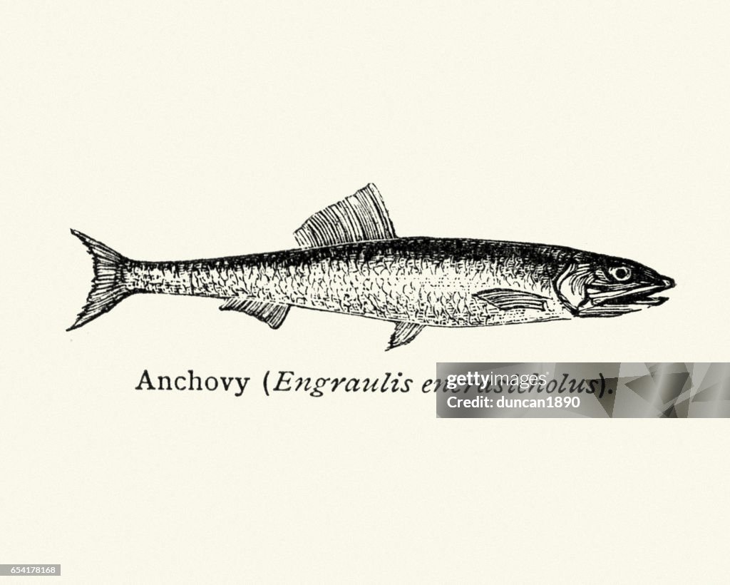 Naturgeschichte Fisch - Sardelle