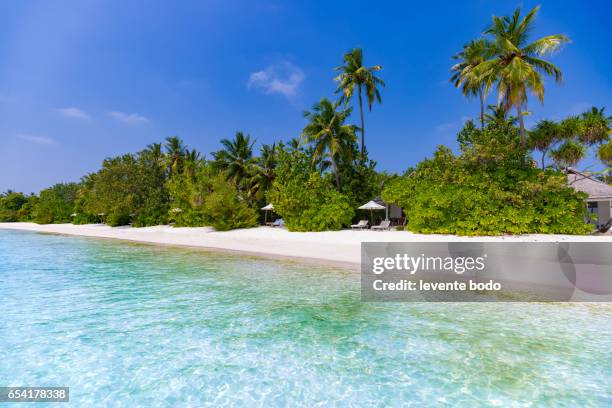 maldives paradise beach. perfect tropical island. beautiful palm trees and tropical beach. moody blue sky and blue lagoon. luxury travel summer holiday background concept. - sea level bildbanksfoton och bilder