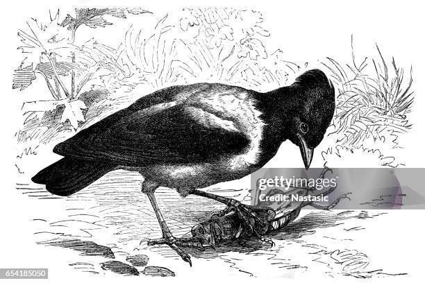 rosy starling (pastor roseus) - starling stock illustrations