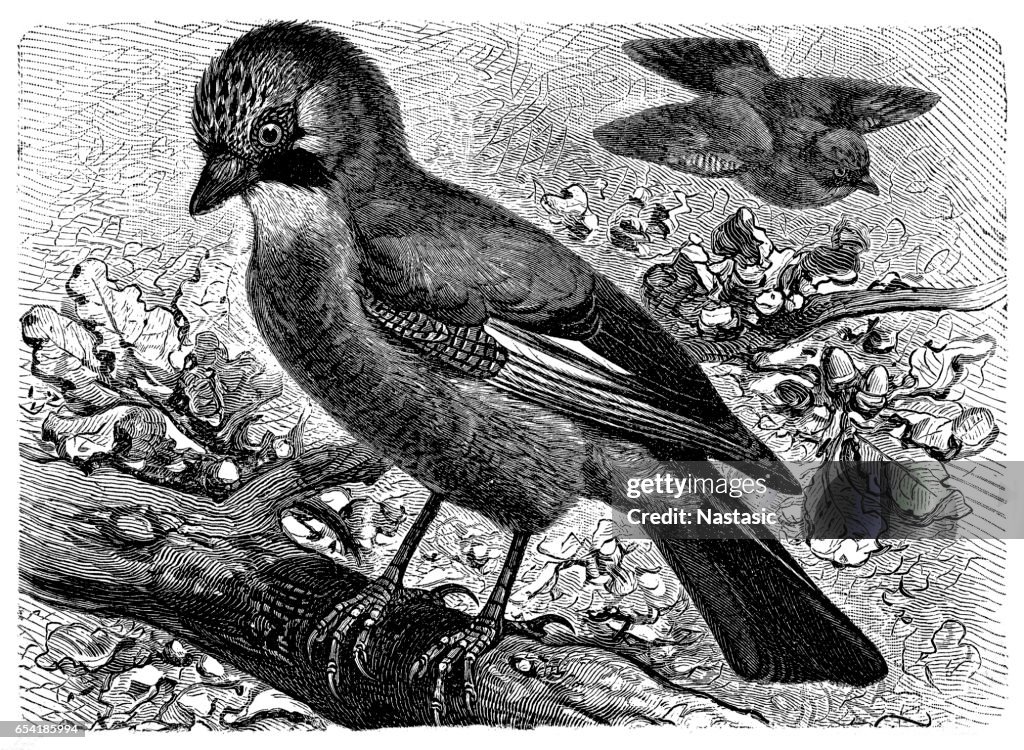 Eurasian Jay (Garrulus glandarius)