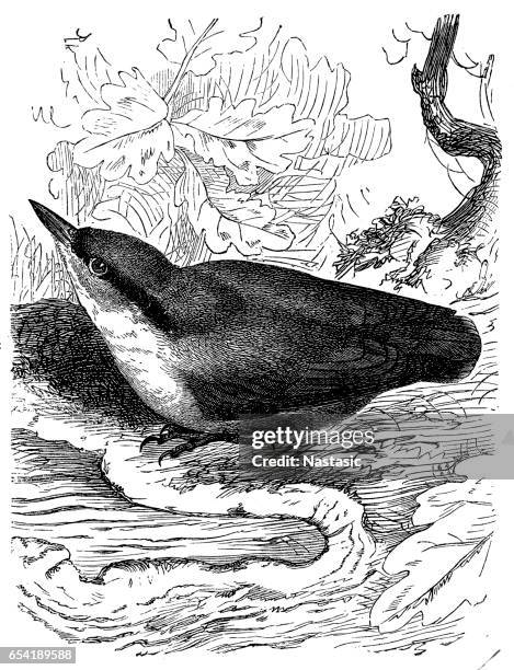 illustrations, cliparts, dessins animés et icônes de nuthatch eurasien ou nuthatch de bois (sitta europaea) - sittelle torchepot