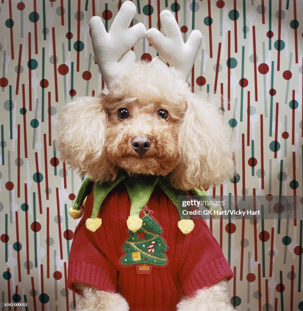 Poodle Wears Christmas Costume