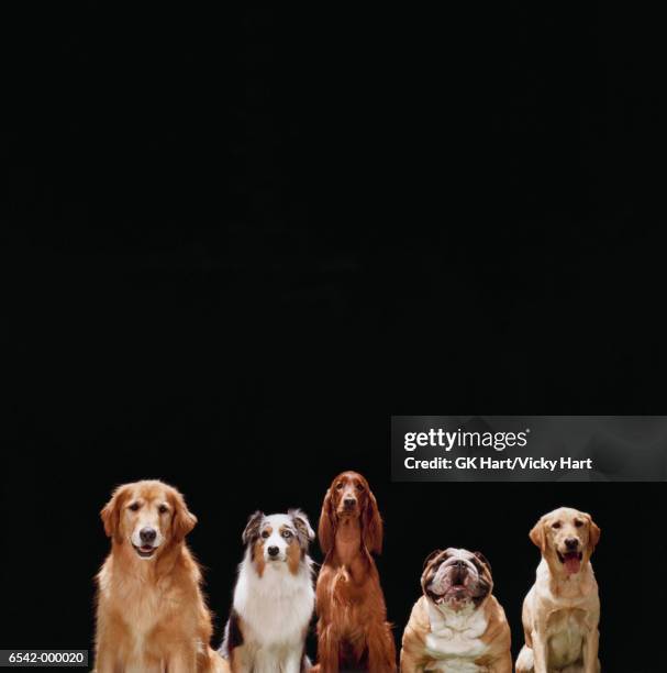 five dogs sitting - five animals bildbanksfoton och bilder