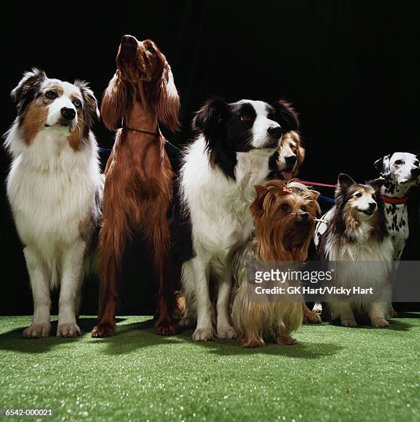 seven dogs on leashes - medium group of animals stock pictures, royalty-free photos & images