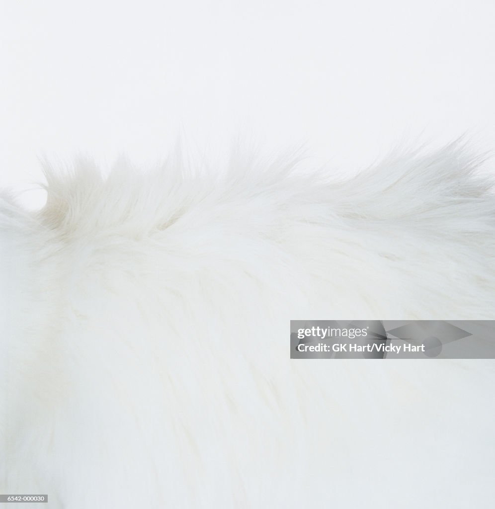 White Cat Fur