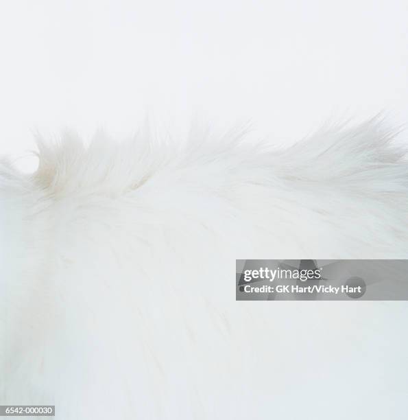 white cat fur - hairy cat stock pictures, royalty-free photos & images