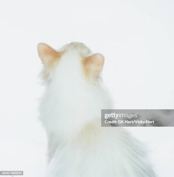 back of white cat - cat back stock pictures, royalty-free photos & images