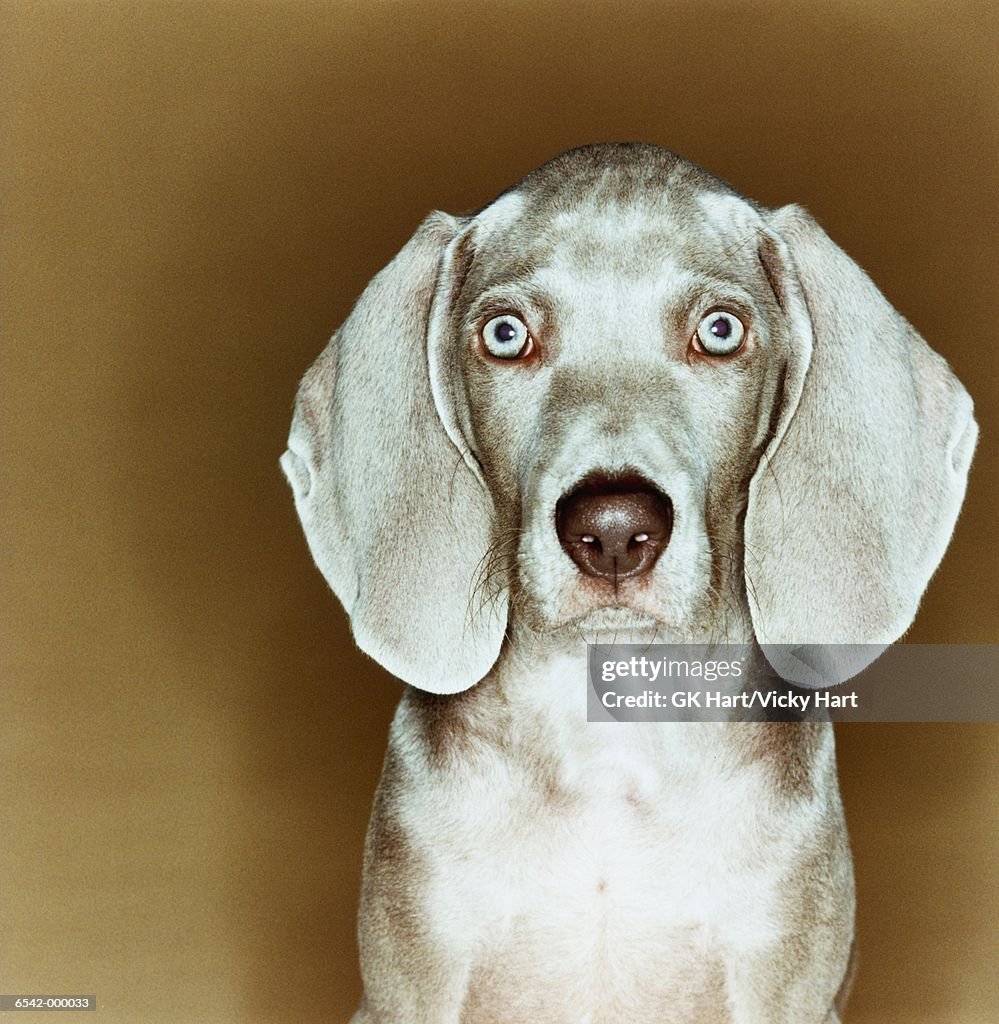 Weimaraner Puppy