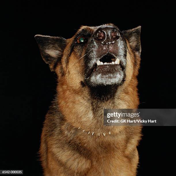 german shepherd barking - german shepherd angry photos et images de collection