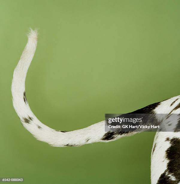 great dane's tail - pet tail stock pictures, royalty-free photos & images