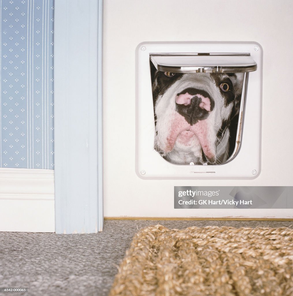 Dog Looking Through Cat Flap