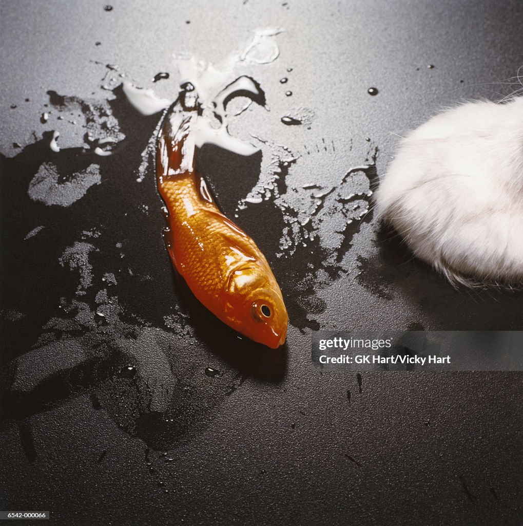 Cat and Dying Goldfish