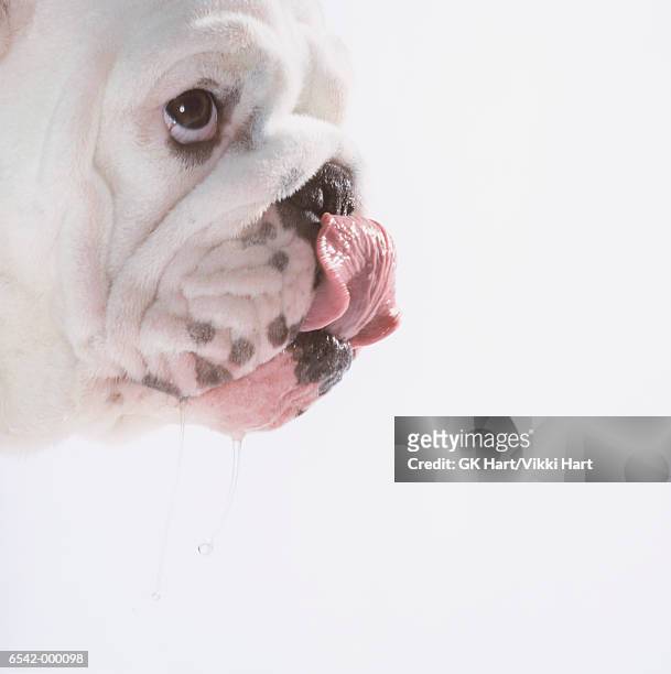 bulldog licking - animal nose stock pictures, royalty-free photos & images