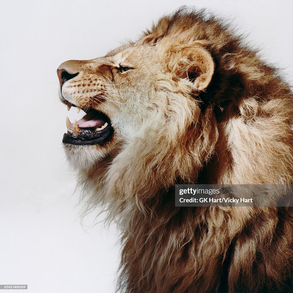 Profile of Roaring Lion