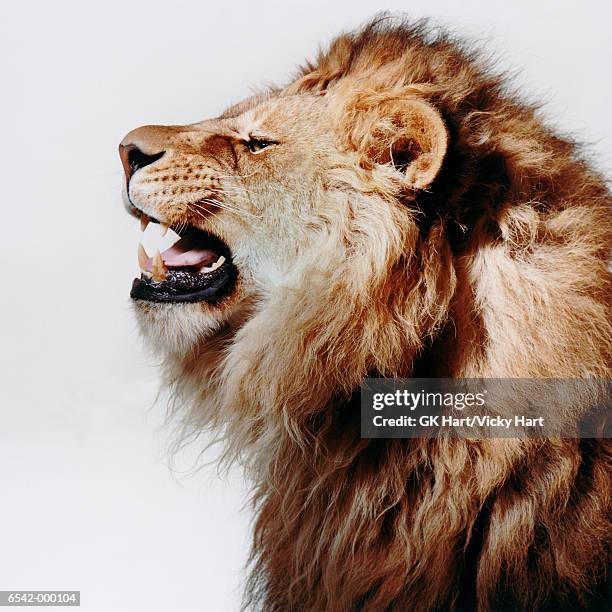 profile of roaring lion - lion white background imagens e fotografias de stock