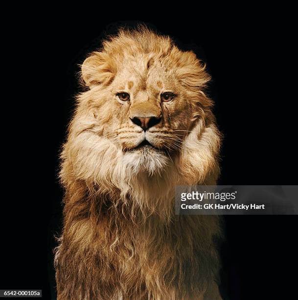 lion - animal mane stockfoto's en -beelden