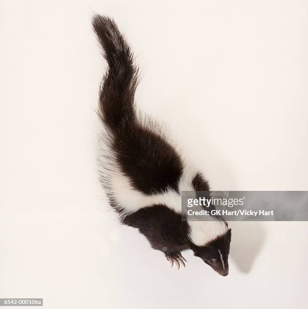 skunk - skunk stock pictures, royalty-free photos & images