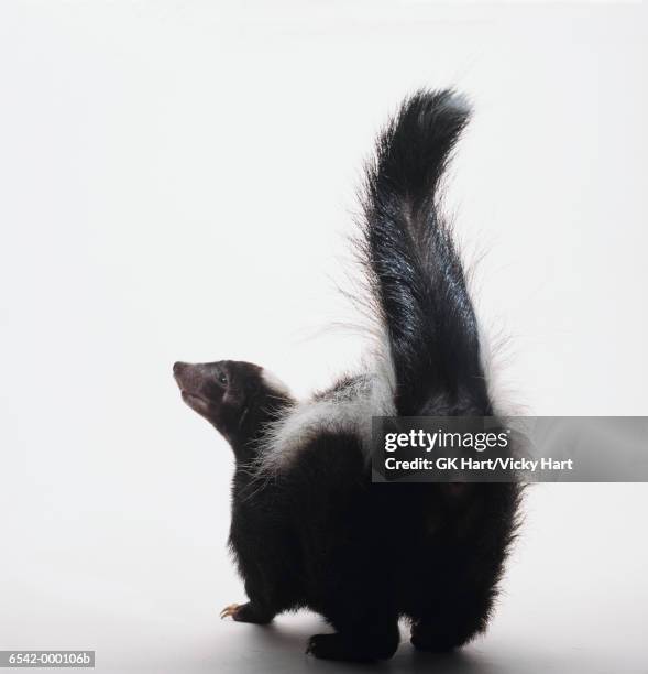 rear view of skunk - hairy back stock pictures, royalty-free photos & images